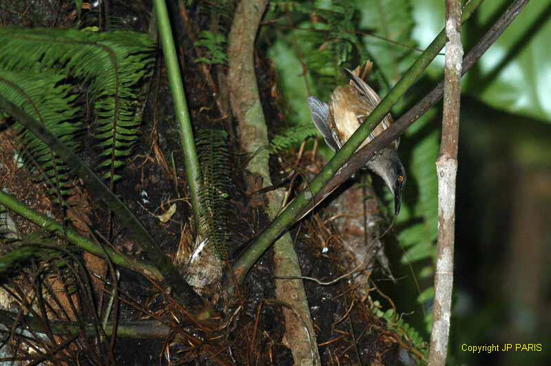 Cinclocerthia ruficauda